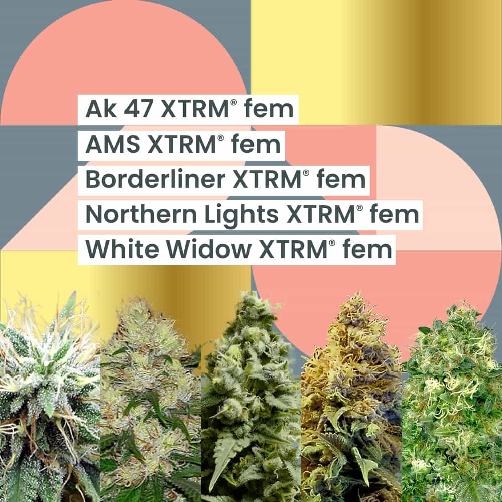 AMS XTRM ® 25-jarig jubileumcombo