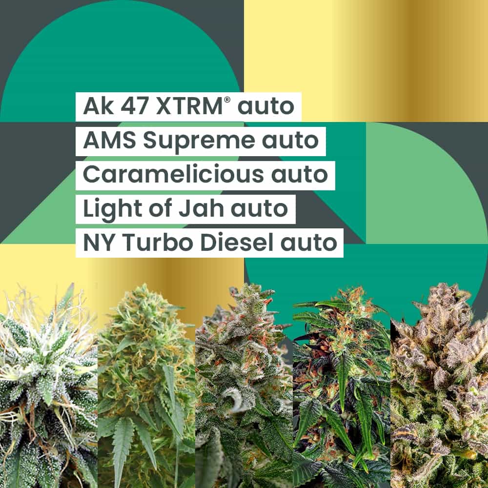 AMS Autoflower 25-jarig jubileumcombo