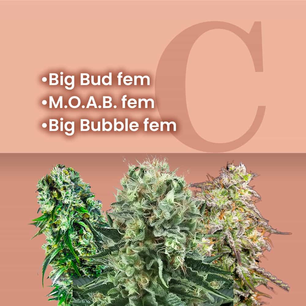 Big Buds Gefeminiseerde Combo