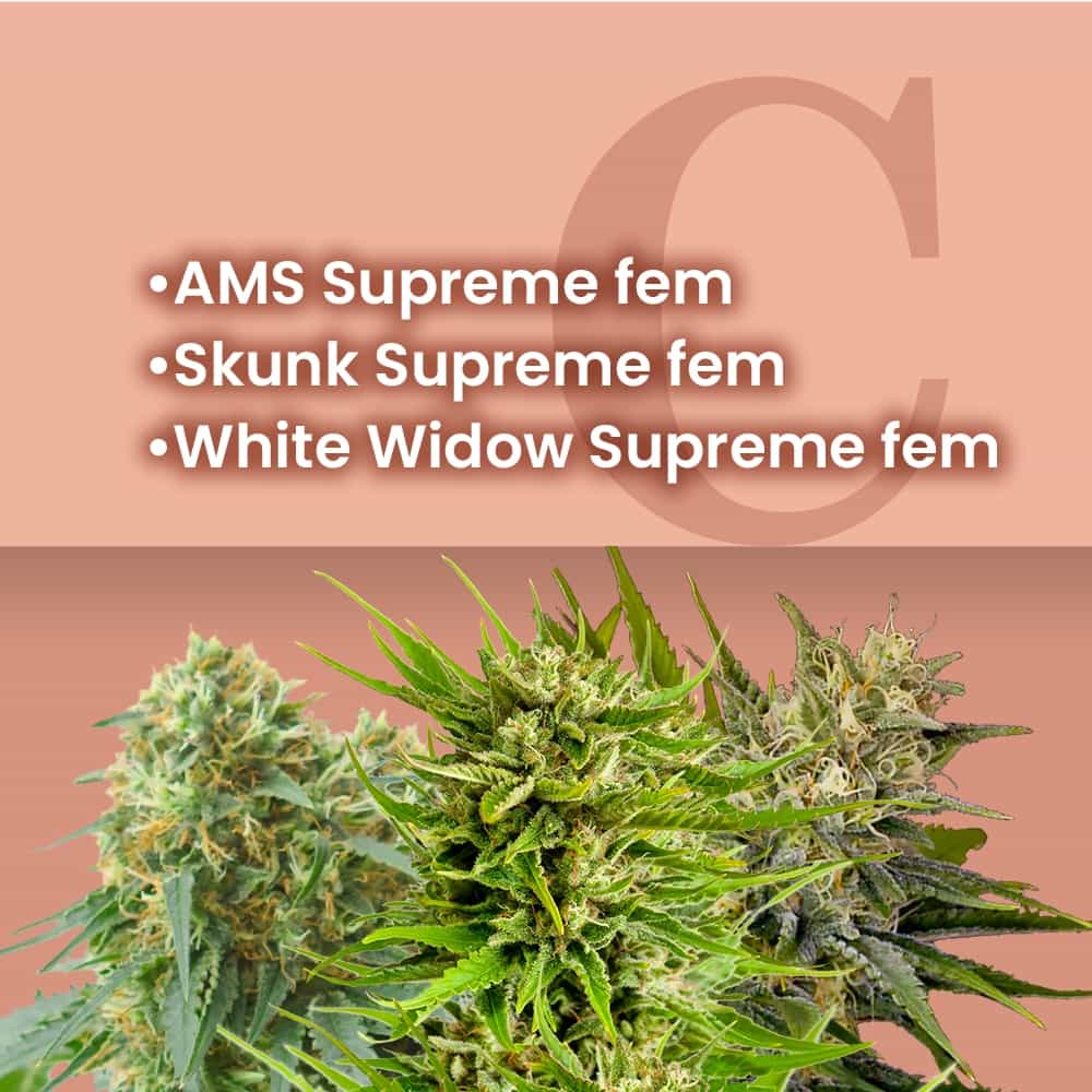 Supreme Gefeminiseerde Combo