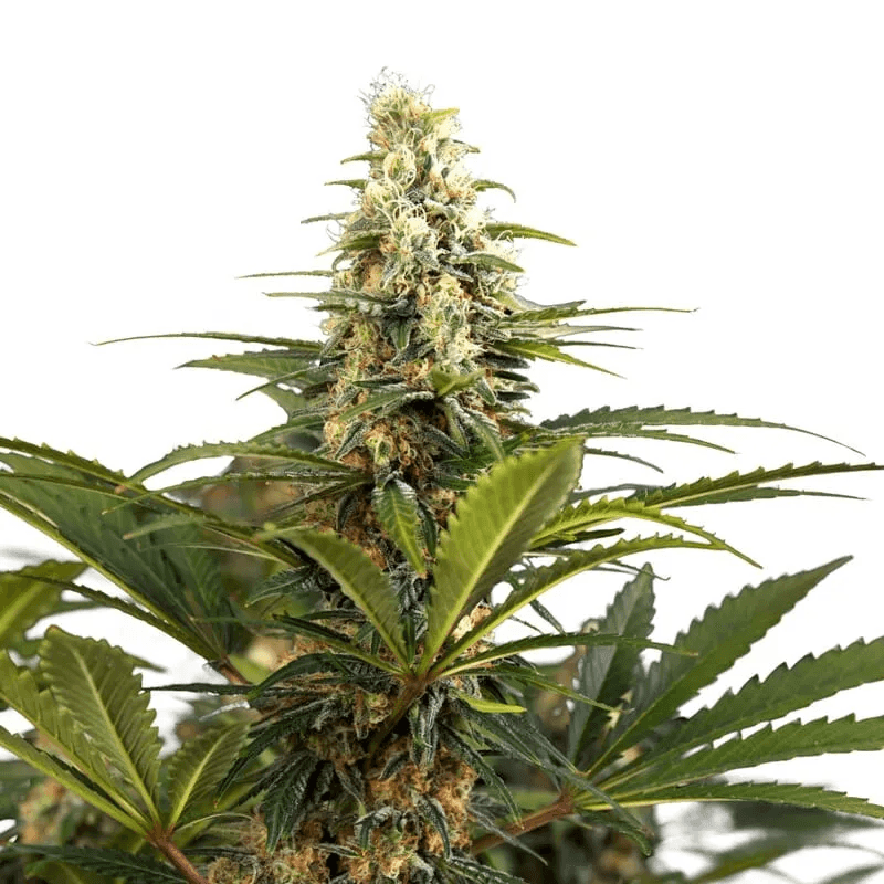 Bonbon D’Amour Feminized Seeds