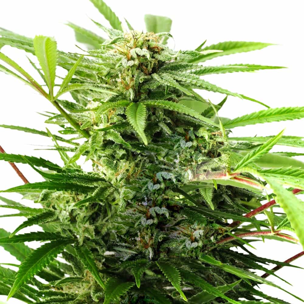 Limoncello Kush CBD Semillas Feminizadas