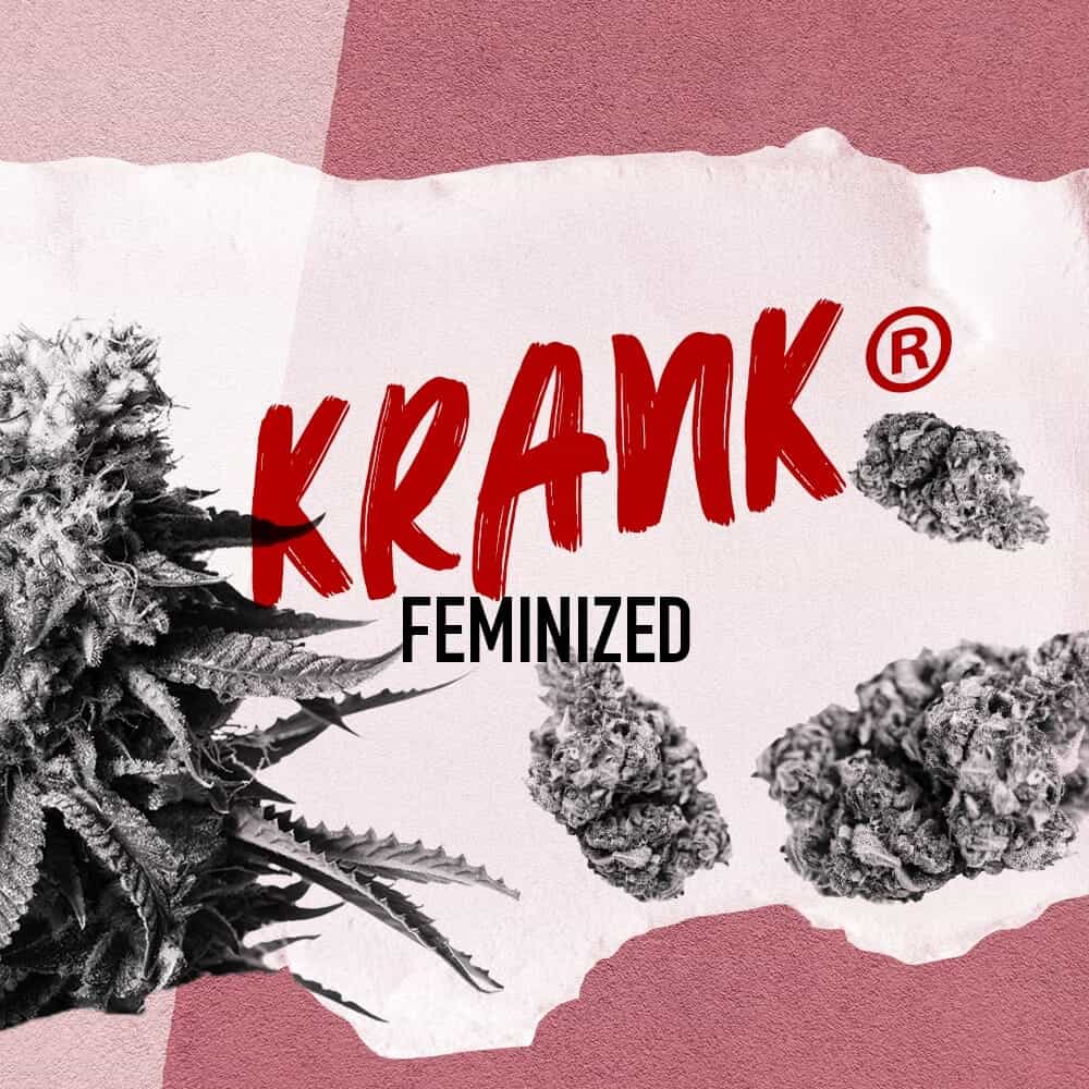 Krank® Feminisierte Samen — 5 Samen