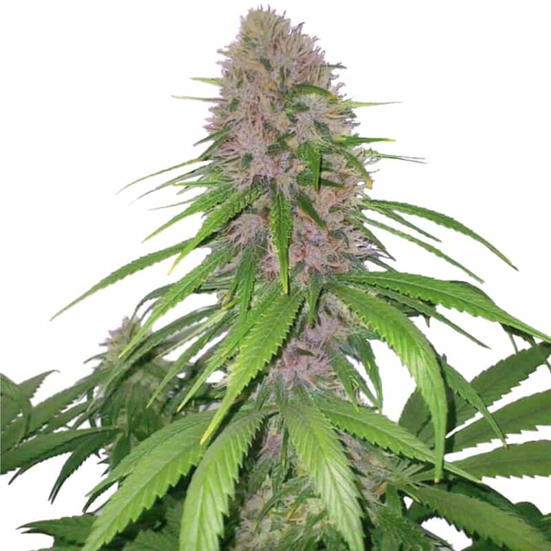 Semillas autoflorecientes Purple Power XTRM