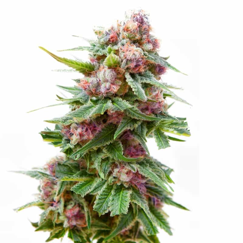 Dream Catcher Regular Seeds