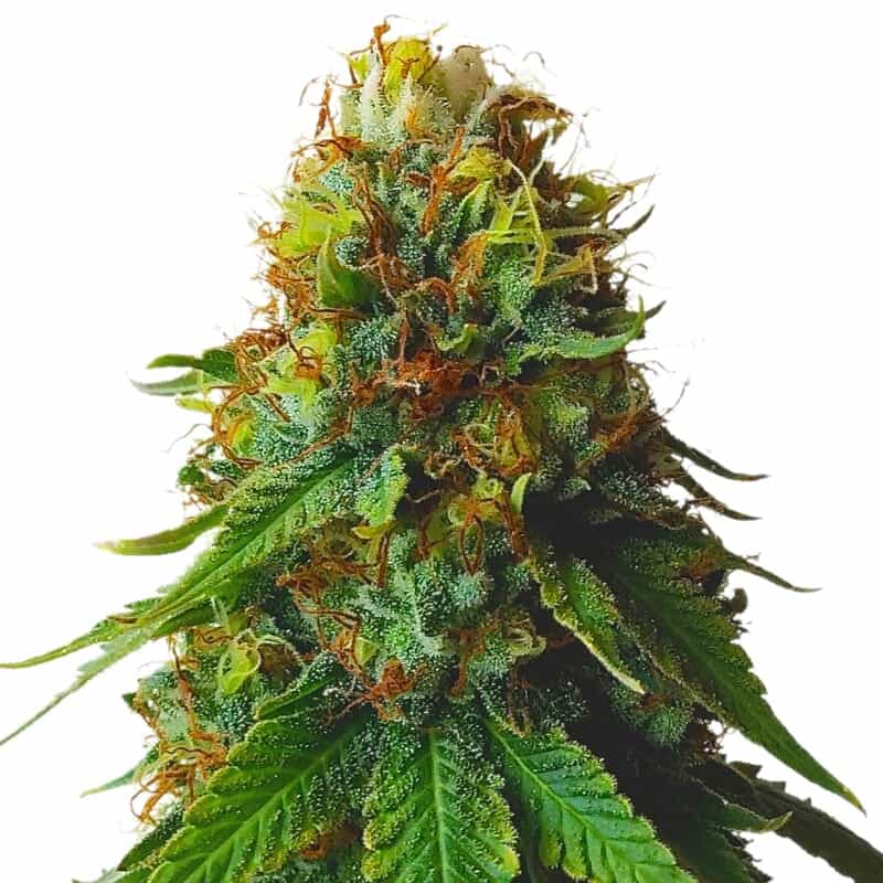 Green Crack Semillas Feminizadas