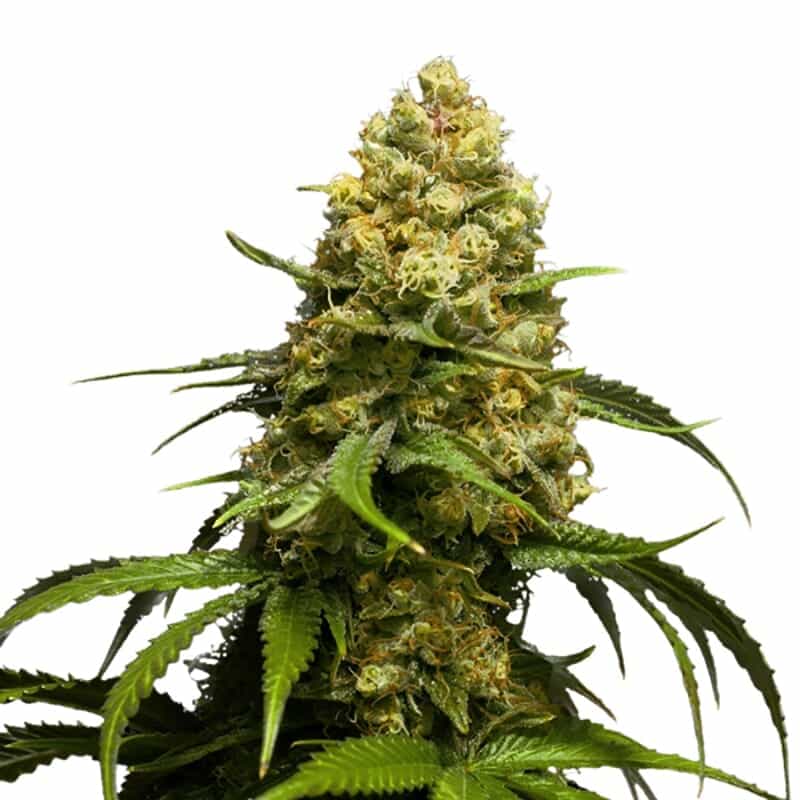 Semillas autoflorecientes Super Skunk