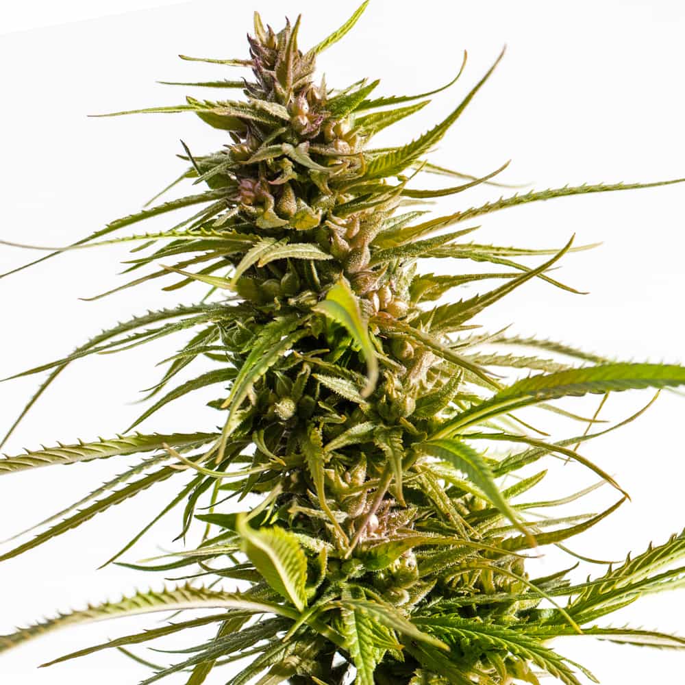 Love Canna ® Regular seeds