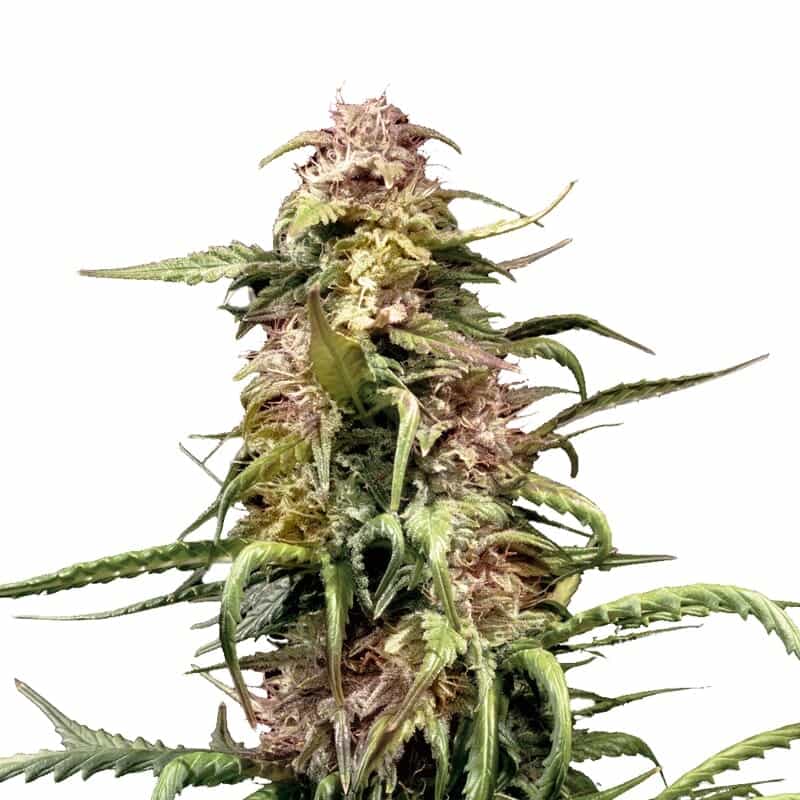 Northern Lights XTRM ® Semillas Autoflorecientes