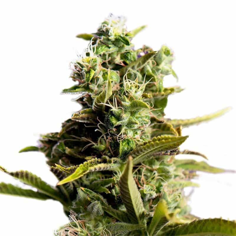 Pot of Gold Feminized Seeds — 5 seeds