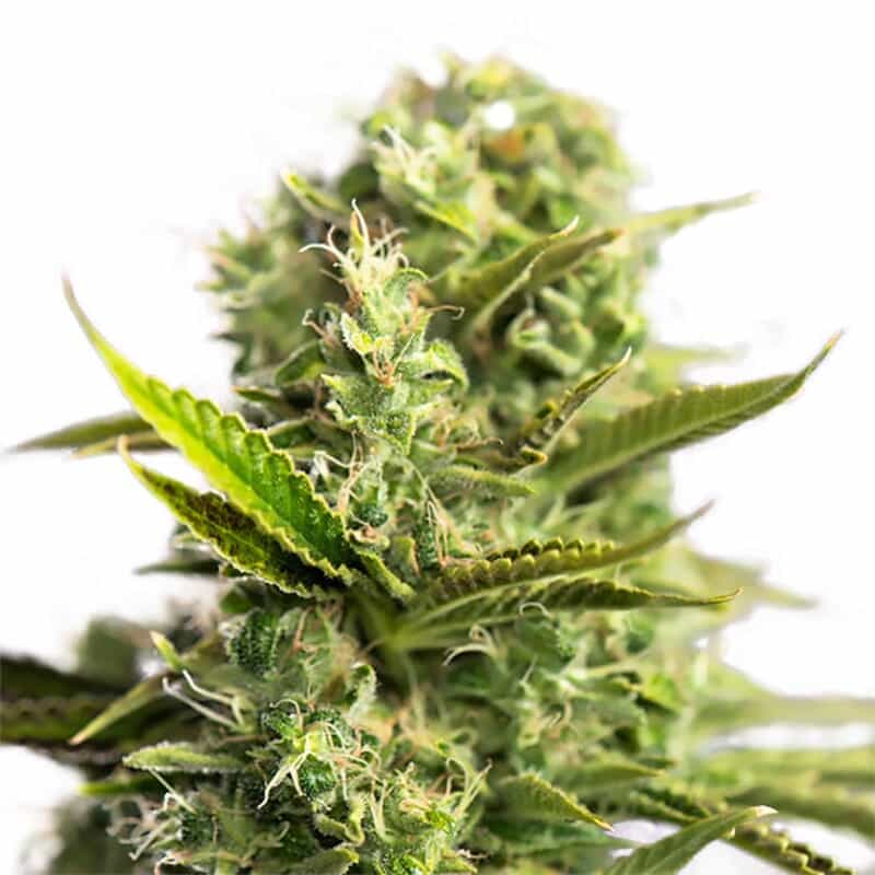 Bianca Regular Seeds