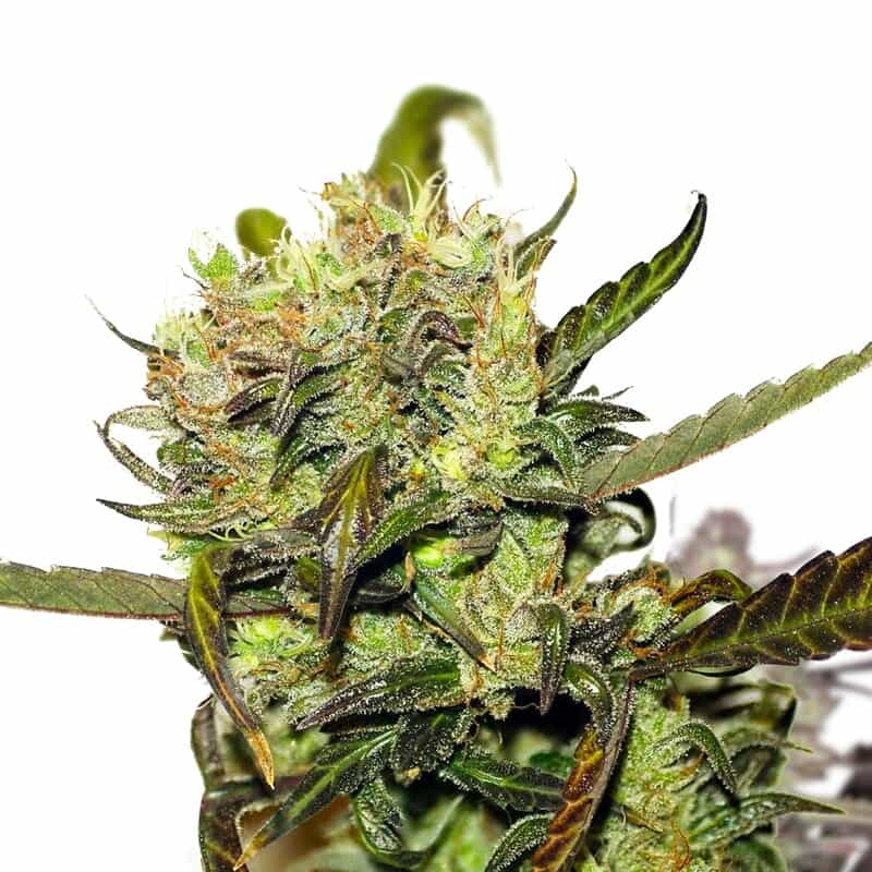 Durban Poison Semillas Feminizadas