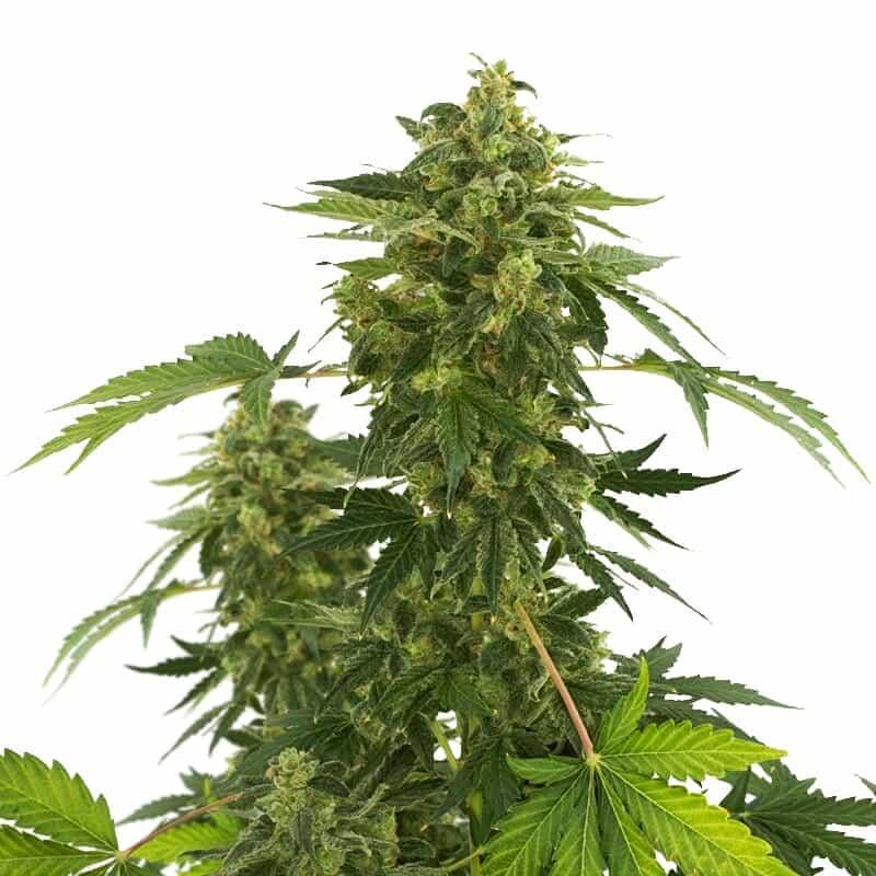 Super Silver Haze Semillas Feminizadas