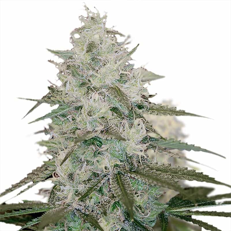 White Queen Regular