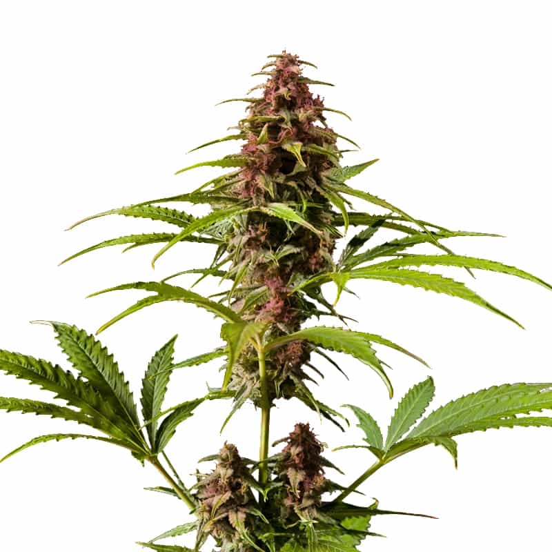 Skunk Red Hair Regular Seeds