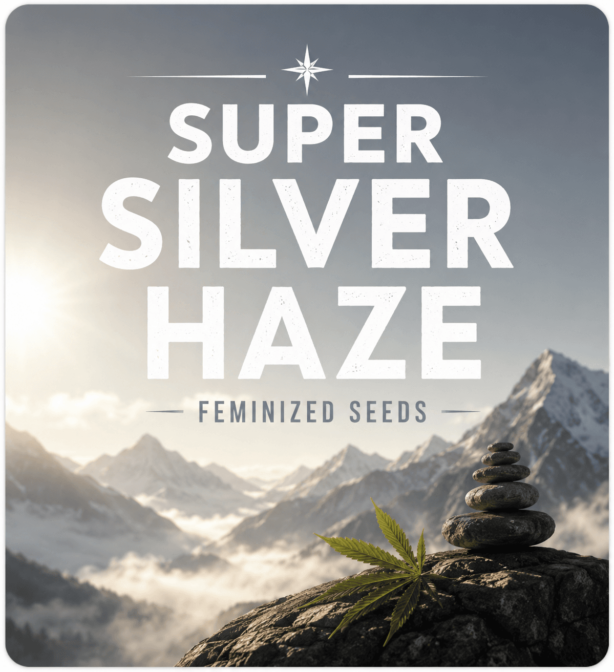 Graines féminisées Super Silver Haze - photo 3