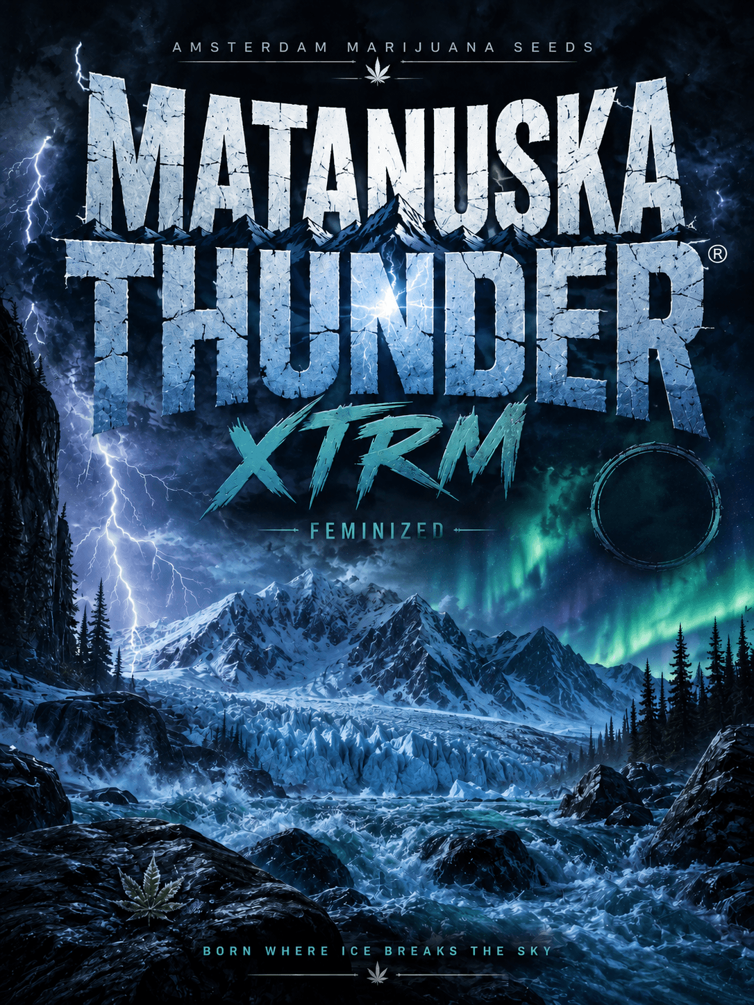 Graines féminisées Matanuska Thunder XTRM ® - photo 5