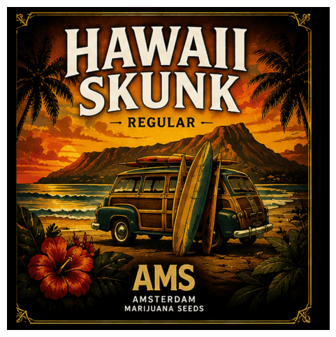 Graines régulières Hawaii Skunk - photo 3