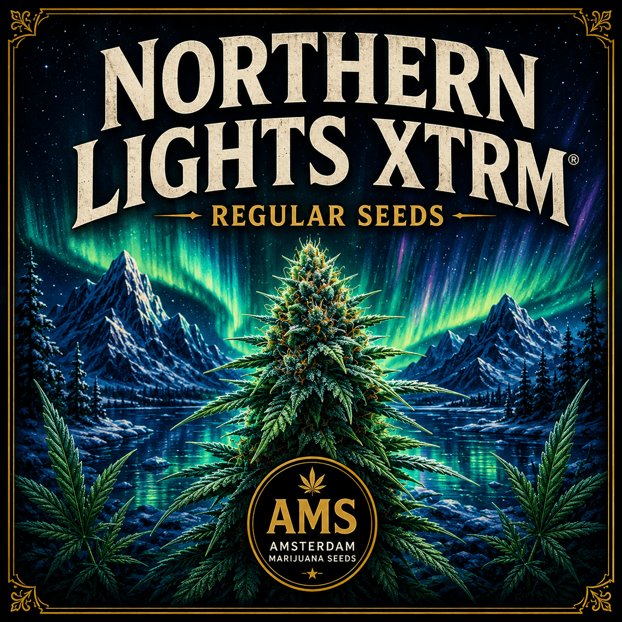 Graines régulières Northern Lights XTRM ® - photo 5