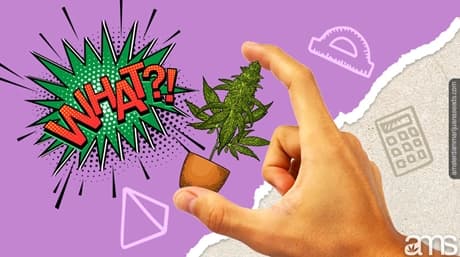 10 fakta om autoflower frön