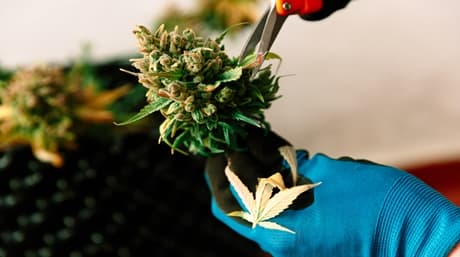 The Art of Drying Marijuana After Harvest: Maximizing Potency and Quality
