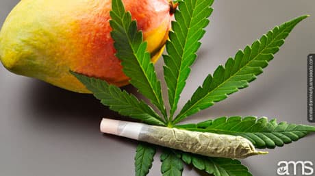 The Mango High: Boost your high with mangoes!
