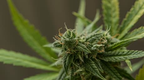 Kush the Mystique of A True Legend