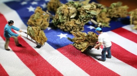 Emplois dans l'industrie du cannabis