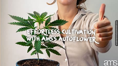 Culture sans effort avec les graines de cannabis AutoFlower