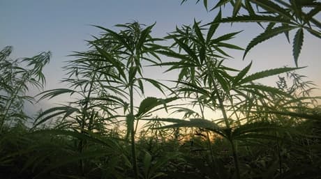 Meilleur moment pour récolter de la marijuana