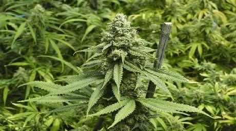 Vi presenterar Big Bud: The Powerhouse Cannabis Strain