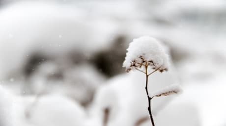 Growing marijuana in wintertime – expert tips!