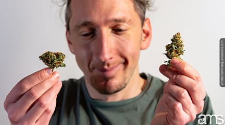 The Distinction Between Indica and Sativa Cannabis Strains