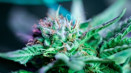 Kush is to be kosher in New York