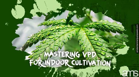 Mastering Vapor-Pressure Deficit VPD för inomhusodling av cannabis