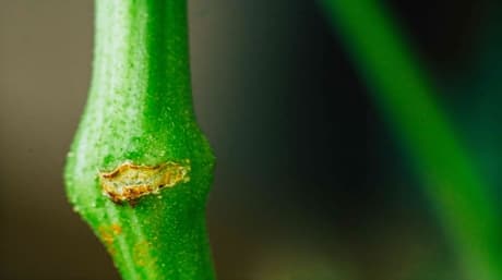 Unlock the Power of Main-Lining Cannabis for Maximum Yields