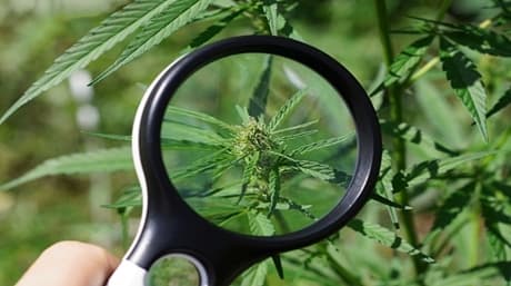 Dominar el microcultivo: descubrir los secretos del crecimiento del cannabis