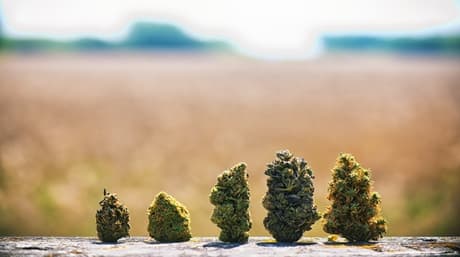 Terpenes in Marijuana: Aromas and Benefits