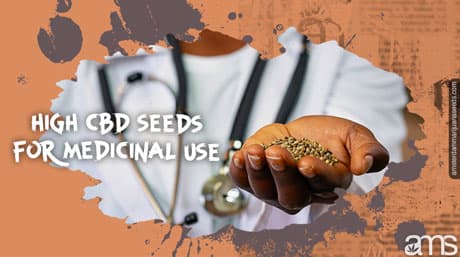 Benefits of High CBD Seeds for Medical Use