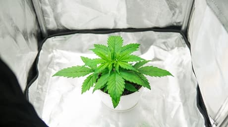 Förbättra cannabisutbytet genom reflekterande material