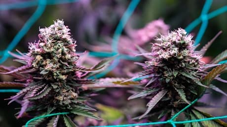 Avslöjar den gåtfulla Haze: A Cannabis Legend
