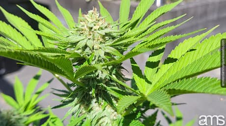 Why Marijuana, Cannabis and Human Symbiosis