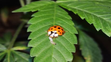 Exterminate Stink Bugs in Your Cannabis Garden