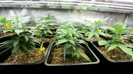 Mother Nature’s Cannabis Garden of Eden