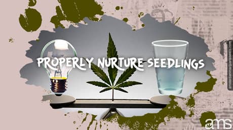 How can I properly nurture seedlings with the right balance of lighting and watering?