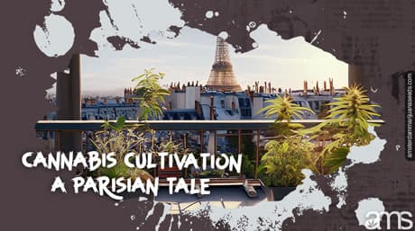 A Parisian Tale with AMS Seeds