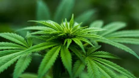 Co to jest Cannabinol i jakie ma efekty?