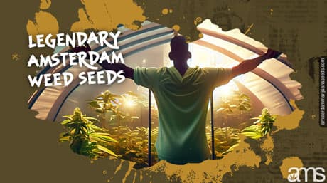 Les légendaires graines de cannabis d'Amsterdam
