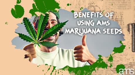 Amsterdam Marijuana Seeds – Banque de graines des sélectionneurs !