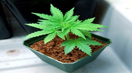 ¿Qué Son las Semillas de Marihuana Autoflorecientes?